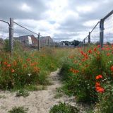 Goodbye Poppy Field